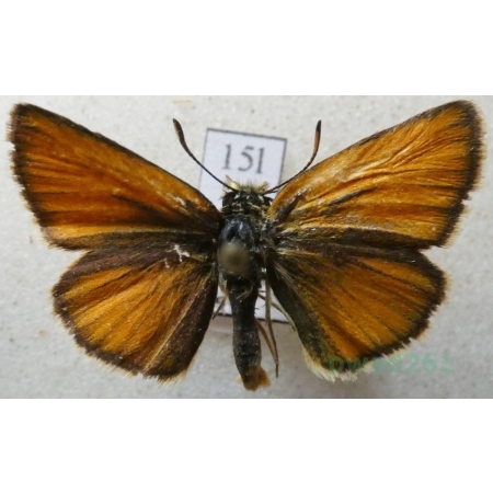 Thymelicus sylvestris (Poda, 1761) Karłątek ceglasty, karłątek leśny Czech15l